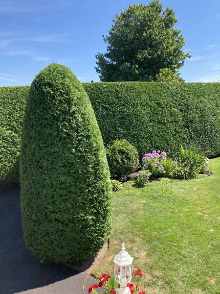 Installation de haie de cèdres à Bromont et Granby – Vert Pelouse