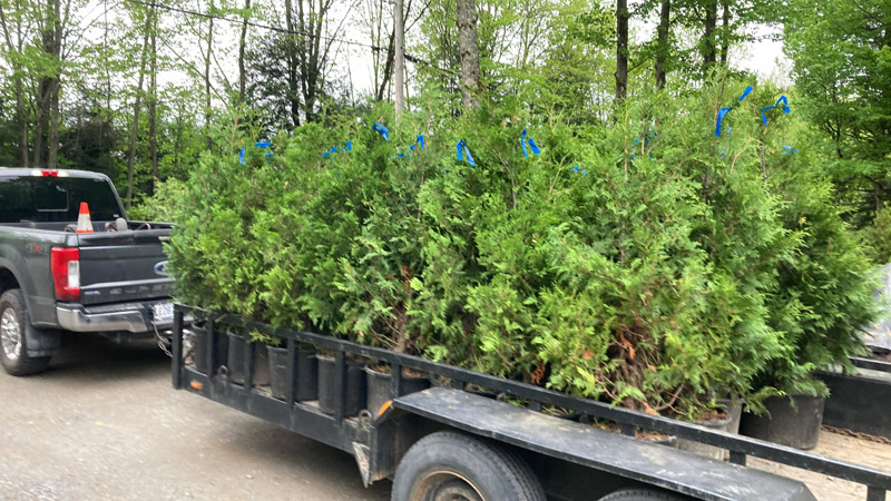 Installation de haie de cèdres à Bromont et Granby – Vert Pelouse