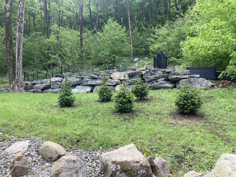 Installation de haie de cèdres Thuja à Bromont et Granby – Vert Pelouse