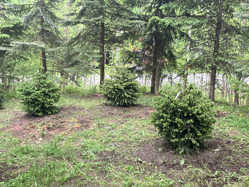 Plantation d'arbres et arbustes en Estrie – Vert Pelouse