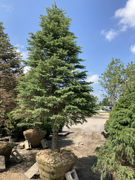 Plantation d'arbres et arbustes en Estrie – Vert Pelouse