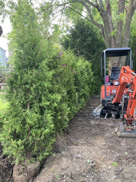 Plantation d'arbres et arbustes en Estrie – Vert Pelouse