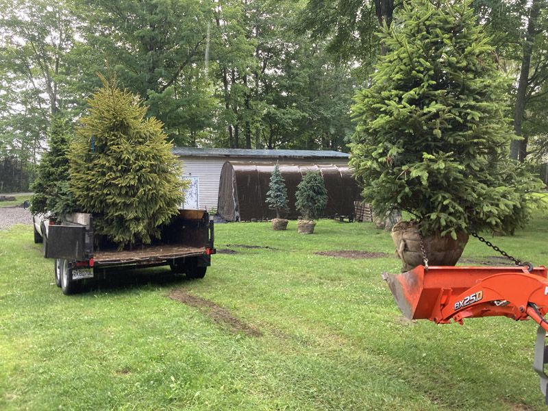 Plantation d'arbres et arbustes en Estrie – Vert Pelouse