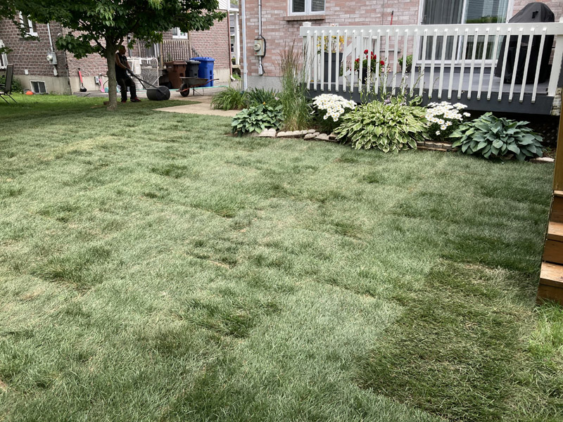 Pose de tourbe résidentielle à Granby et Shefford – Vert Pelouse