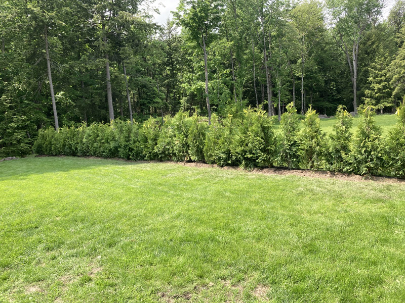 Installation de haie de cèdres Thuja à Bromont et Granby – Vert Pelouse