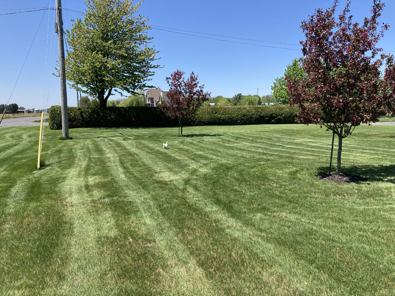 Ouverture de terrain au printemps en Estrie – Vert Pelouse