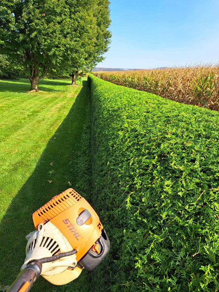 Taille de haie de cèdres professionnelle à Granby et Shefford – Vert Pelouse